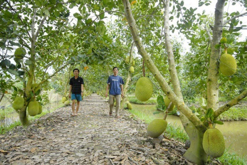 Xây dựng mô hình điểm cho nông nghiệp hữu cơ